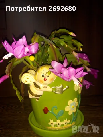  Коледниче розово+керамична саксия с подложка 