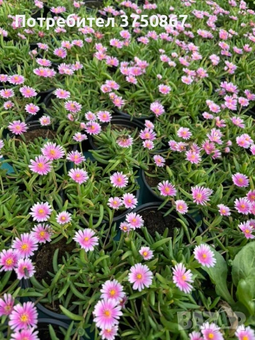 🌿🌸 Делосперма/Delosperma, снимка 2 - Градински цветя и растения - 52373549