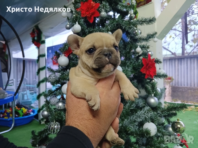 Френски булдог , снимка 2 - Френски булдог - 52641487