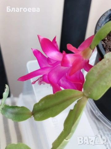 Мини Коледниче цикламено - стар сорт, снимка 10 - Стайни растения - 51996176