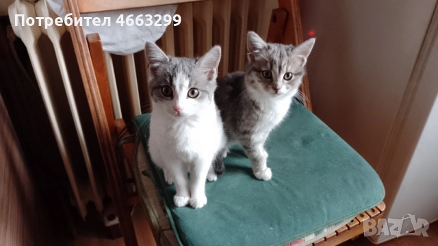 Подарявам 1 малко котенце, снимка 2 - Други - 52574631