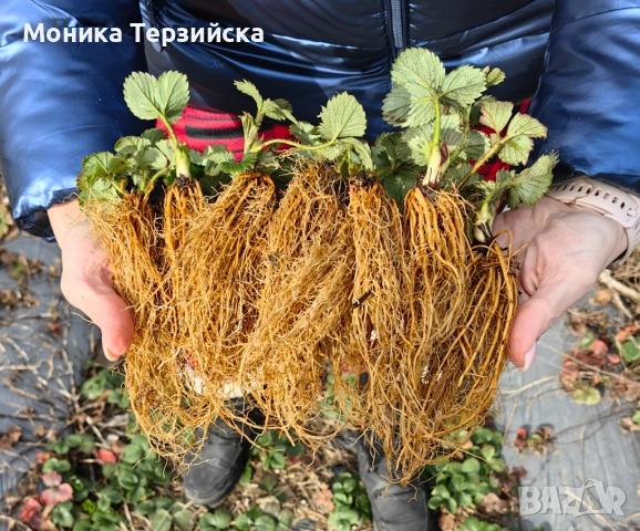 Разсад ягоди сорт Клери