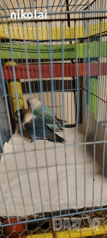 син масков , снимка 2 - Папагали - 52996764