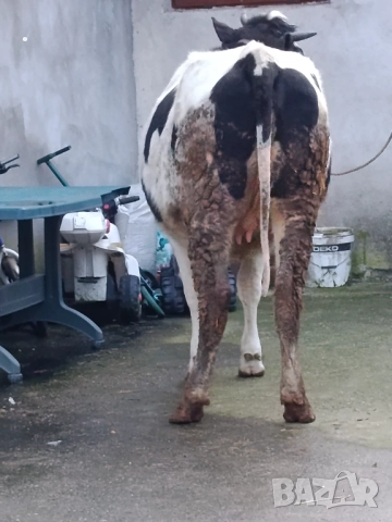 Продавам бременни юници , снимка 10 - Крави - 52893451