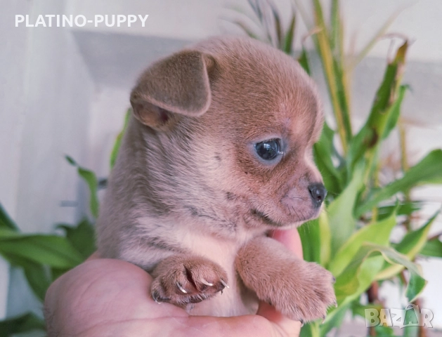 Синьо Чихуахуа мини, снимка 4 - Чихуахуа - 52837745