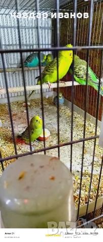 какарики и вълнисти папагали , снимка 7 - Папагали - 53526178
