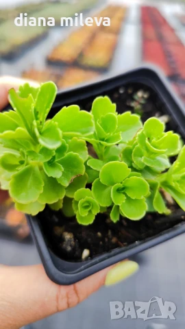 Камчатски седум, Sedum kamtschaticum, снимка 4 - Градински цветя и растения - 51146500