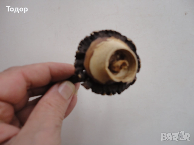 Рог рога закачалка , снимка 4 - Антикварни и старинни предмети - 52639649