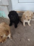 Кокер х Лагото - кученца, снимка 2