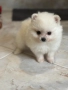 Померан мини, снимка 3