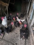 кокошки, снимка 6