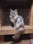 Мейн Куун женска котка, снимка 6
