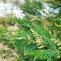 Кипарис Лейланди вариегатно, (Cupressocyparis leylandii 'Variegata'), снимка 9