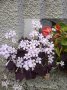 Детелини - кралска червена и зелени цъфтящи в розово и в бяло, снимка 1 - Градински цветя и растения - 27056960