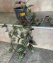 Продавам различни цветя, снимка 3