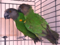 Сенегалски папагали-чифт, снимка 2