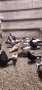 гълъби пазарджишки високолетачи, снимка 1 - Гълъби - 27987410
