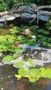Растения за езеро ,лилии , предлагам и риби езерни , снимка 15