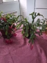  Коледниче - три саксии, снимка 6