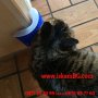 Четка за котки за монтиране на стена/ъгъл с котешка трева - КОД 3831, снимка 4