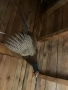 Кожа   от вълк и препариран фазан , снимка 4