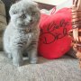 Шотландски клепоухи котета на 2 месеца, снимка 12