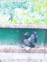 Магнитогорски руски гълъби , снимка 13