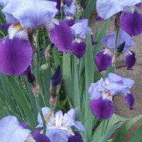 Ирис градинска ружа 💥, снимка 5 - Градински цветя и растения - 12143690