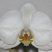 Орхидея фаленопсис Ghost Town