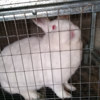 Зайци и заешко месо, снимка 3 - Други животни - 26212785