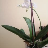 Орхидеи, снимка 1 - Стайни растения - 43893880