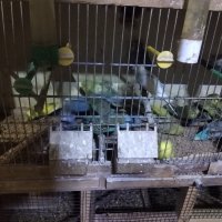 Продавам вълнисти папагали, снимка 5 - Папагали - 16375446