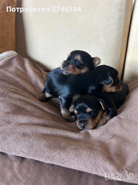 Мини йоркширски териер, снимка 1