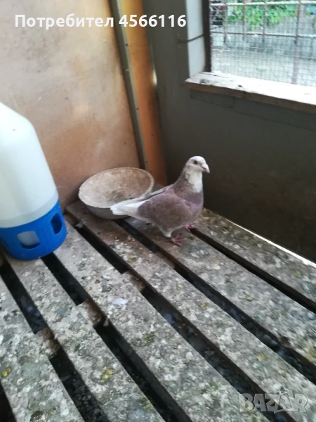 Стандартни пощенски гълъби, снимка 1