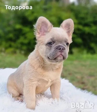 Френски булдог мъжки лилак фаун флъфи, снимка 1