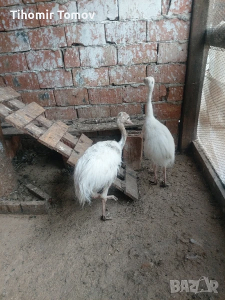 продавам щрауси нанду , снимка 1