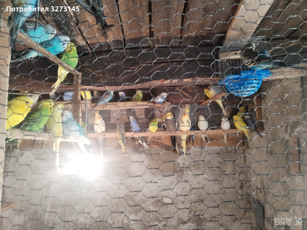 Свободни корели, розели, амадинки, диамантени гугутки и Скумрйки! , снимка 1