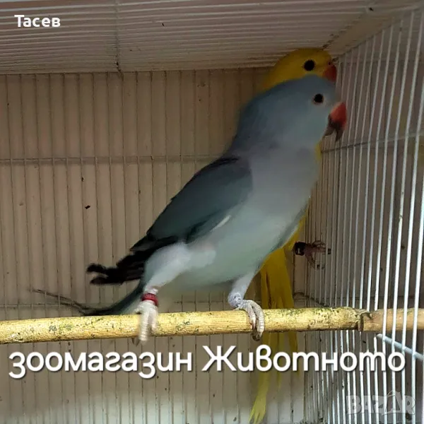 Малък александър, снимка 1