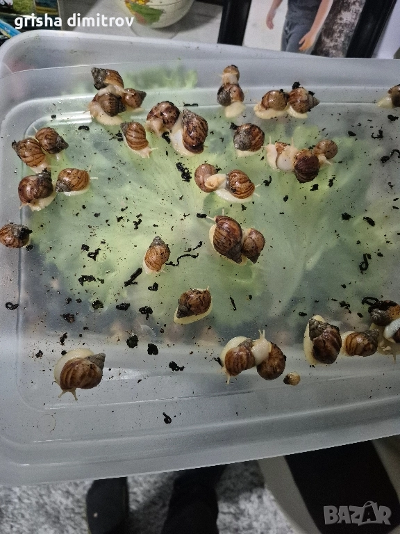 Гигантски африкански охлюви Achatina , снимка 1