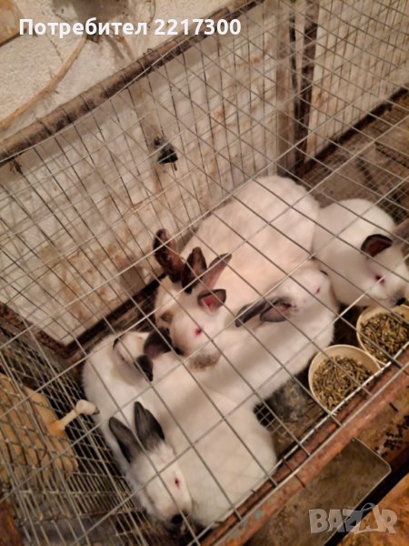 Продавам калифорнийски зайци, снимка 1