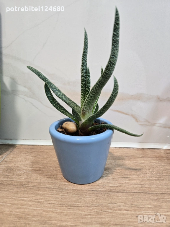 Сукулент, снимка 1