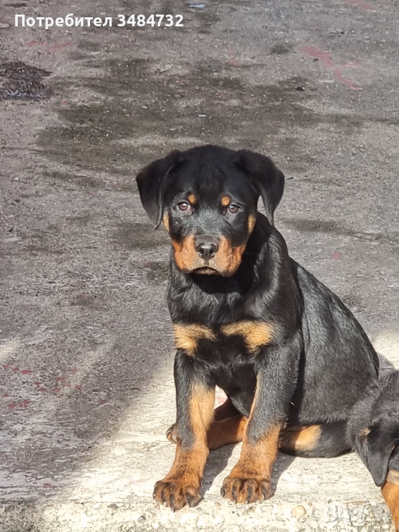 Мъжки ротвайлер, снимка 1