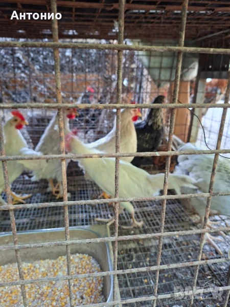 Продавам петли , снимка 1