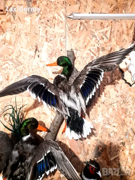 Дива патица. , снимка 1