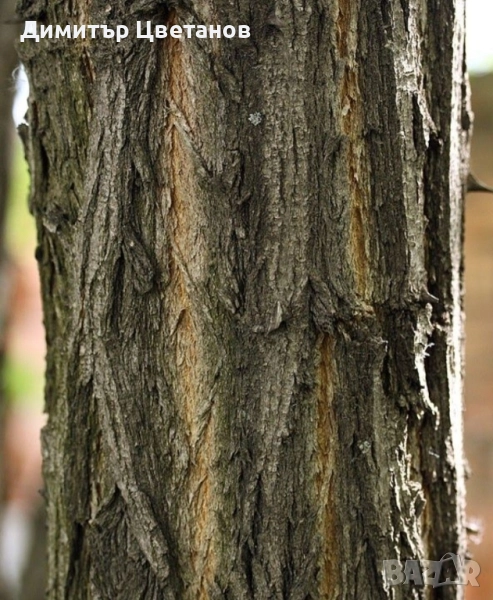 Продавам салкъмови [акациеви) колове - по поръчка, снимка 1