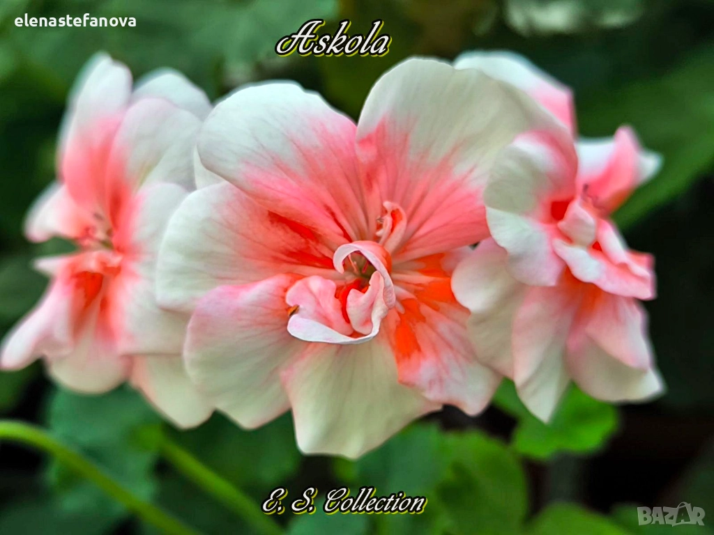 Сортови мушката, снимка 1