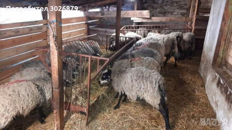 Романовски агнета, кочове и кочлета, снимка 1