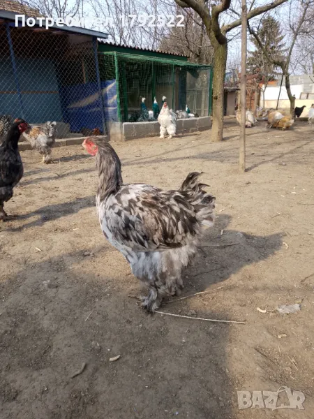 Петли Брама 2024, снимка 1