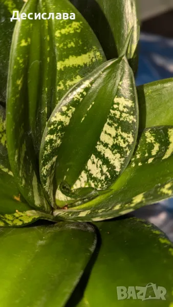 Sansevieria trifasciata Hahnii "Loop's Pride", снимка 1