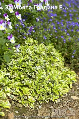 Арабис , снимка 3 - Градински цветя и растения - 49425386